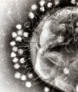 phages attacking bacteria