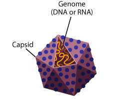 Viral structure