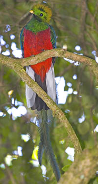 Resplendent Quetzal