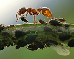 Ant collecting honeydew from aphids