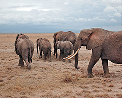 Elephants in Kenya