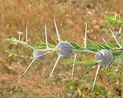 Whistling thorn acacias