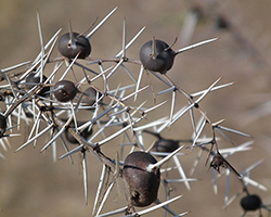 The thorns on a whistling acacia tree