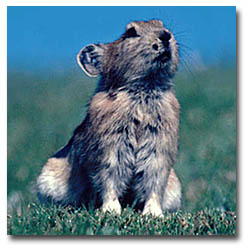 Pika on Tibetan Plateau