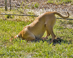 Dog with head buried in a hole in the grass_Terrance via Flickr.