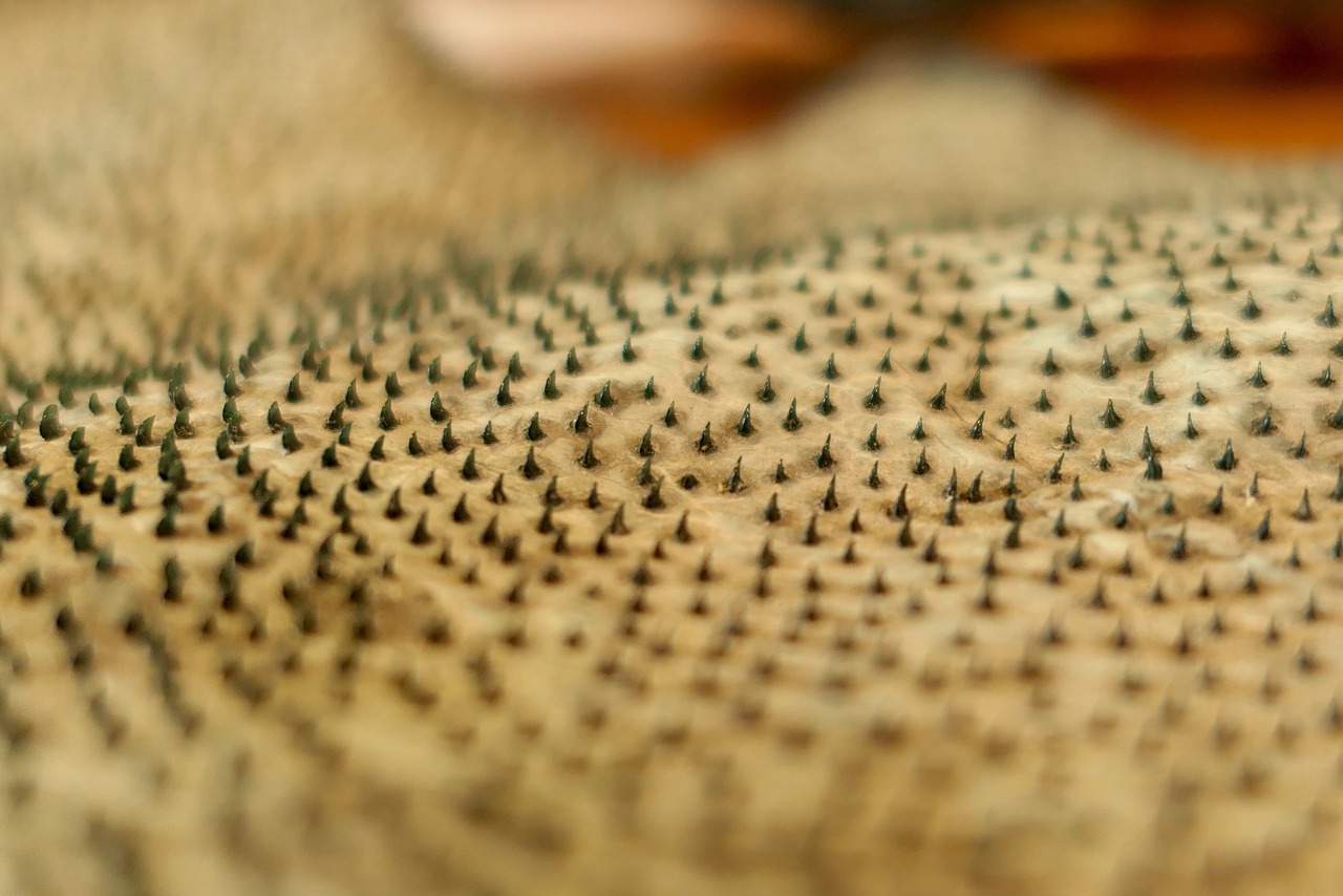 A close-up of the skin of a special shark