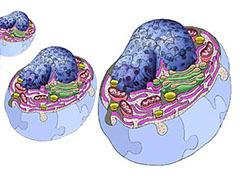 cells showing the interior of their structure