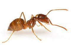 Ant side view