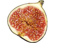 Fig