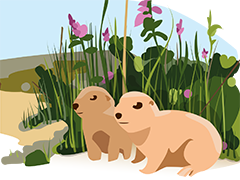 Prairie Dogs Grasslands