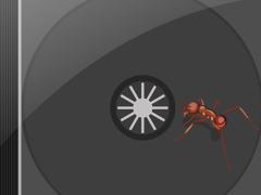 Ant on a CD jewel case