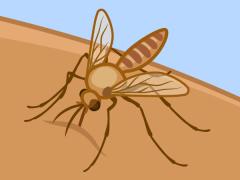 A cartoon illustration of a mosquito biting human skin