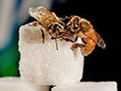 Two bees on a sugar cube