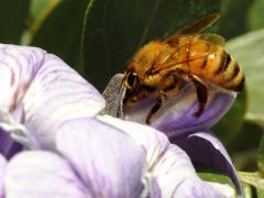 Smith with bee beard