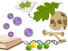 Biology beginnings illustration