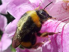 Bombus terristris