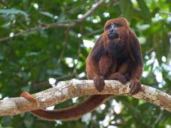 A brown howler monkey on a tree branch