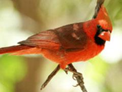 Cardinal bird