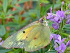 Colias feeding