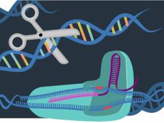 CRISPR Cas9 gene editing tool illustration