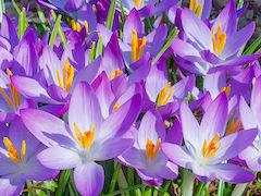 Crocus flowers