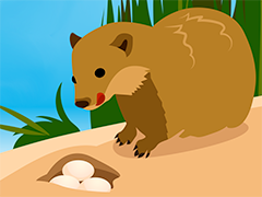 Mongoose and eggs