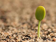 Germinating seedling