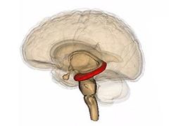 An illustration showing the brain with the hippocampus highlighted