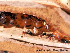 Honey pot ants