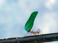 A leaf-cutter ant carrying a piece of a leaf