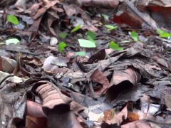 Leafcutter ants carrying leaves