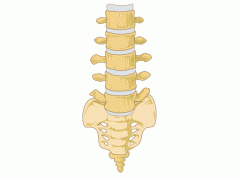 Lower spine