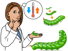Manduca Caterpillar Growth Experiment