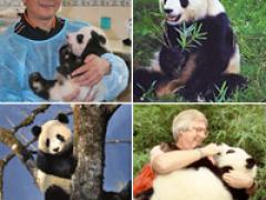 Panda Collage