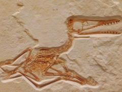 Pterosaur fossil