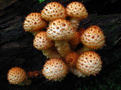 Shaggy scalycap mushroom, Pholiota squarrosoides