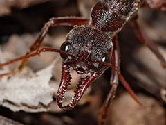 Zombie Ants