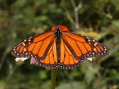 Monarch butterflies