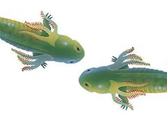 Two green salamanders