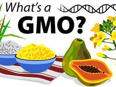 GMOs illustration