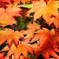 Green, yellow, orange, and pink leaves