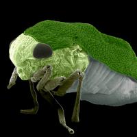 Ugly Bug Contest 2014 Winner