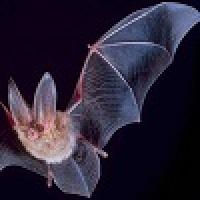 Big Eared Bat