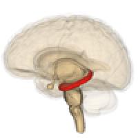 An illustration showing the brain with the hippocampus highlighted