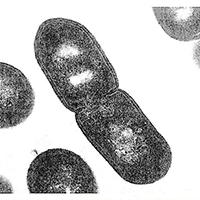 How do bacterial cells handle damage when they divide?