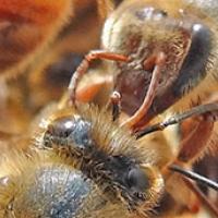 Bees touching antennae