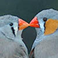 Male and female zebra finches