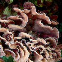 Coralline algae