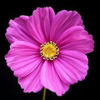 Cosmos bipinnatus flower