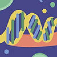 An illustration of DNA